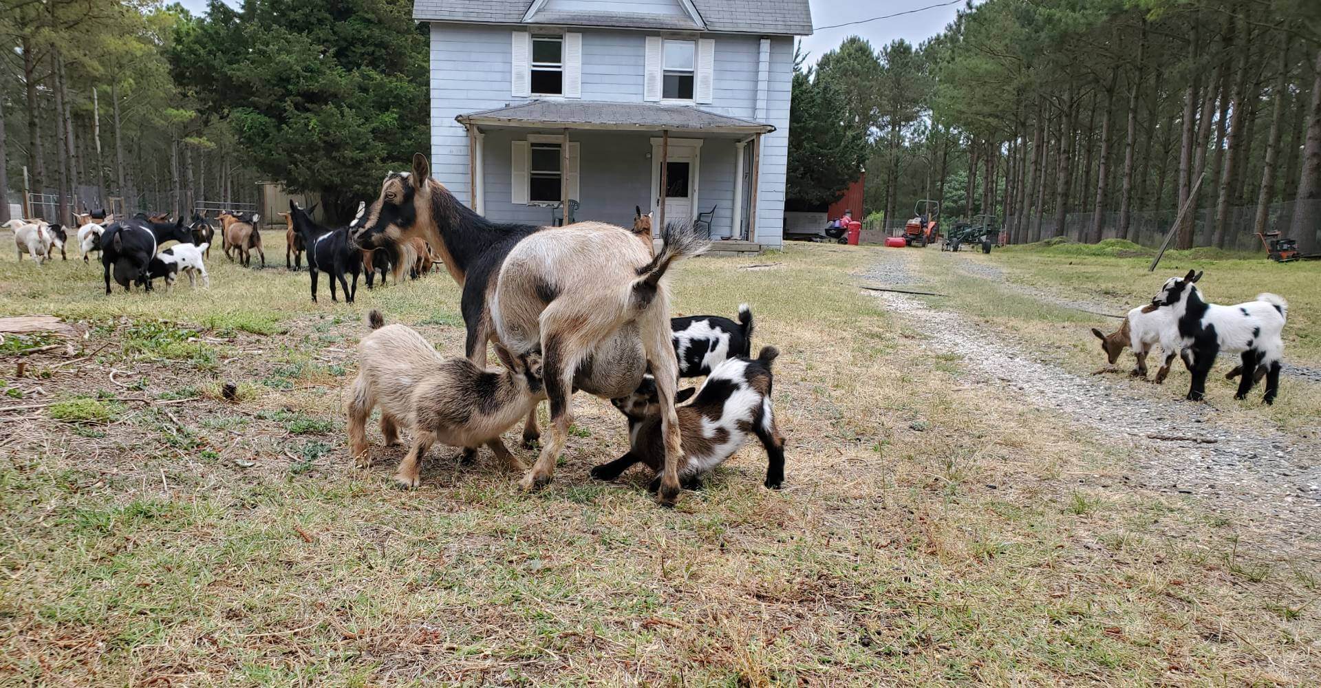 Nigerian Dwarf Farm