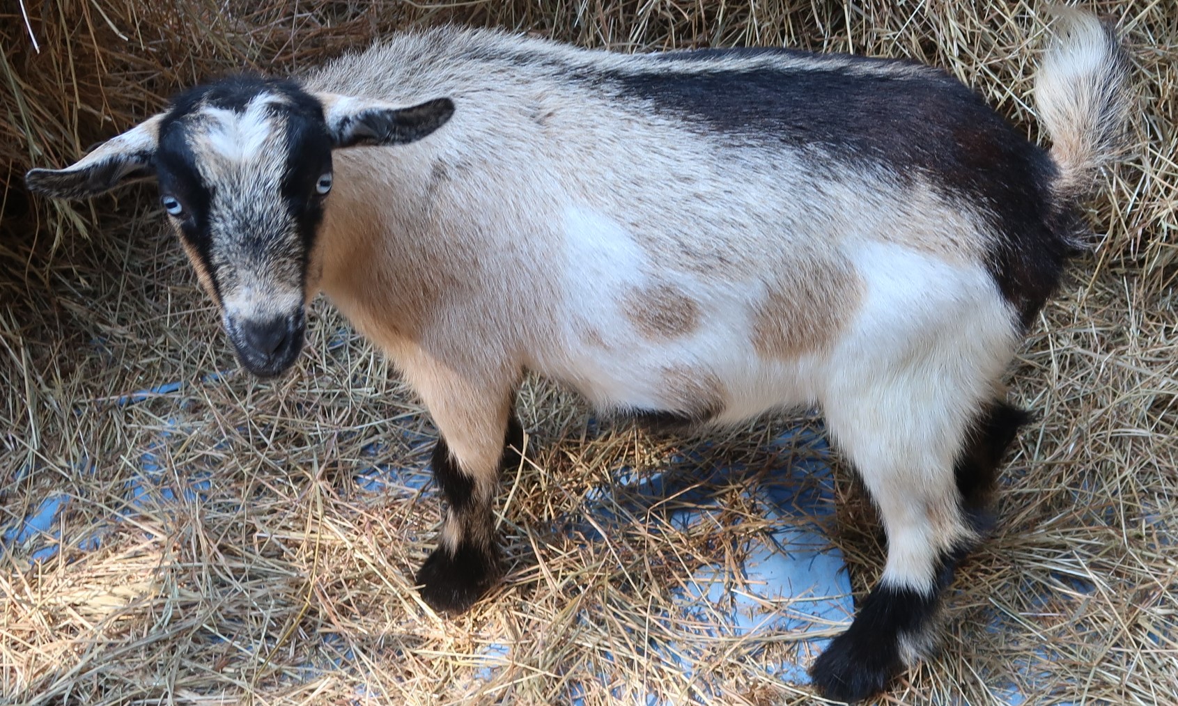 Wethers | Nigerian Dwarf Farm