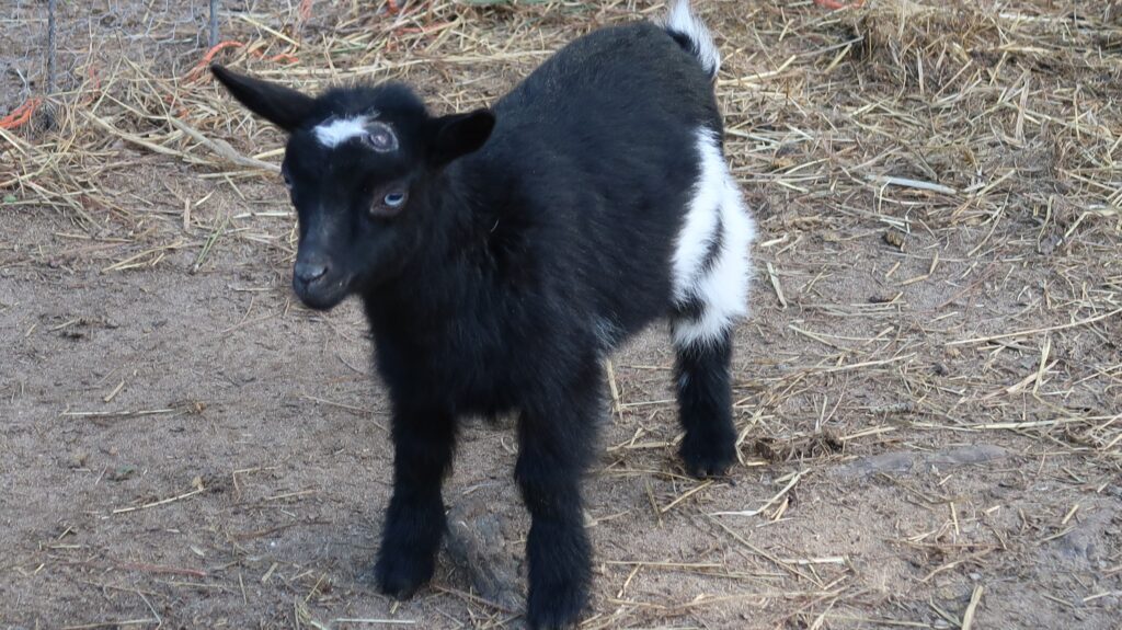 Unbred Miniature | Nigerian Dwarf Farm